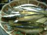 豆鰯(まめいわし)小さいイワシ
