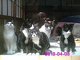 司寿司のマスターの蕎麦を待ちわびる猫