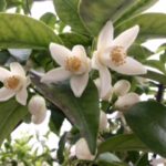 1蕎麦花柚子