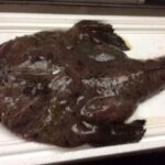 アンコウ鮟鱇